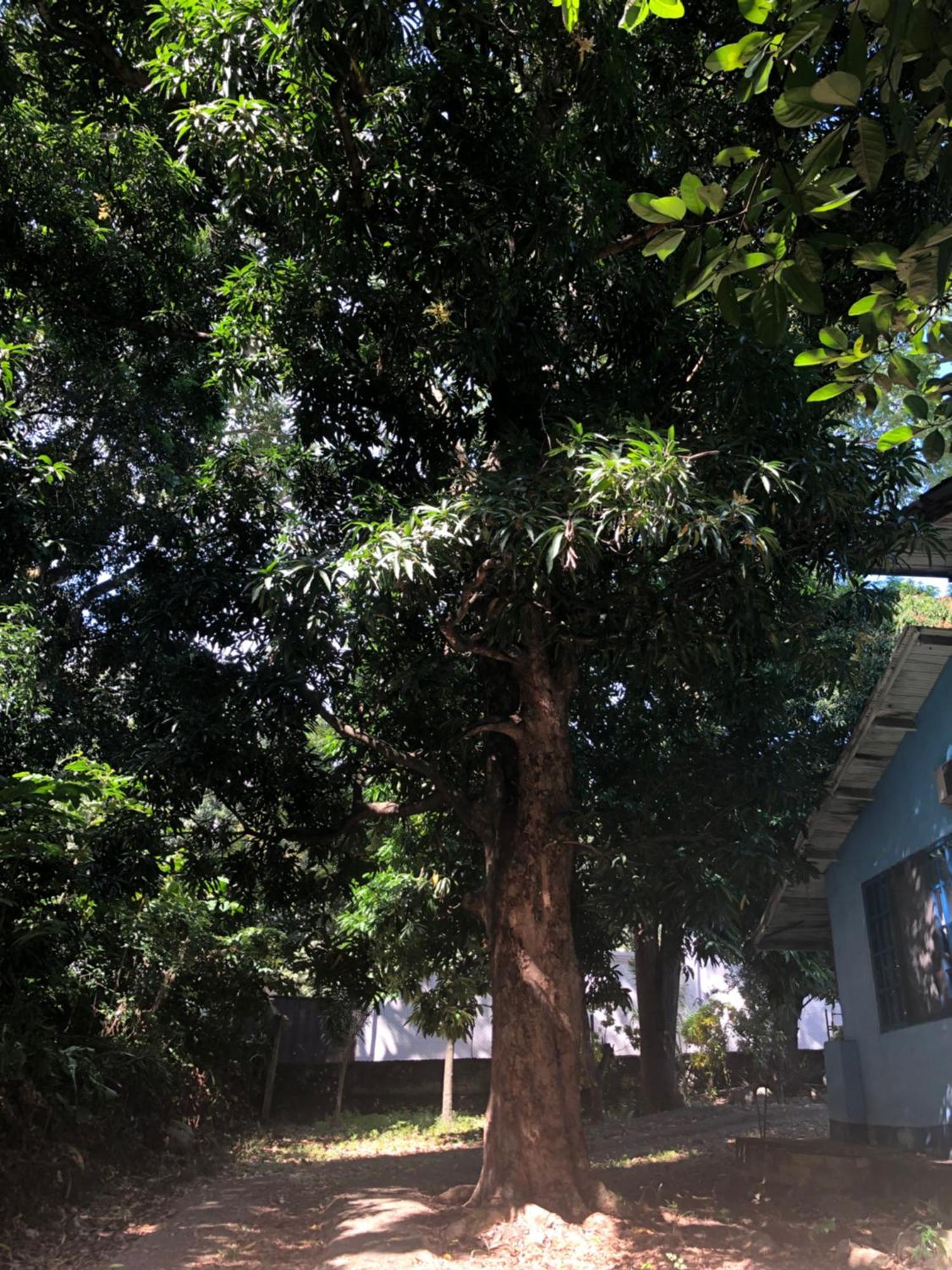 Hostal Juan Lindo San Pedro Sula Exteriör bild